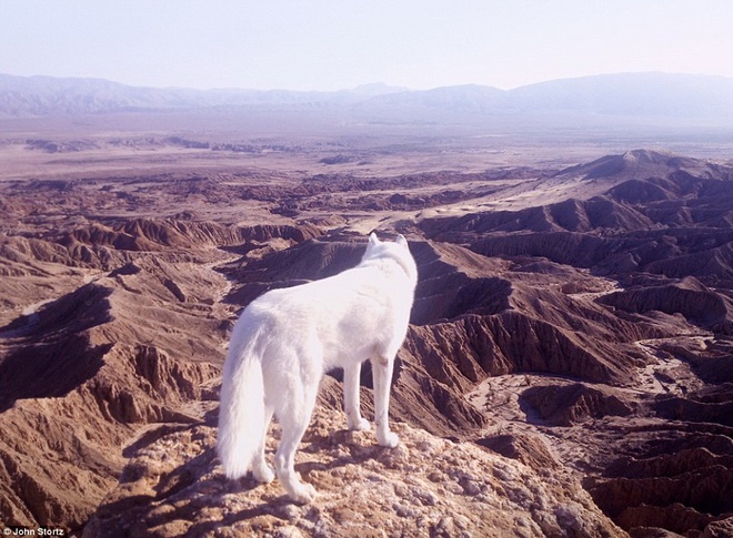 Wolf tại sa mạc Anza-Borrego.