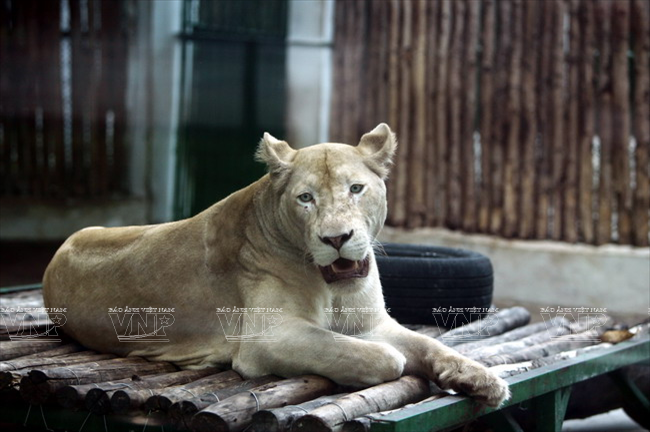 Sư tử tại Thảo Cầm Viên Sài Gòn.