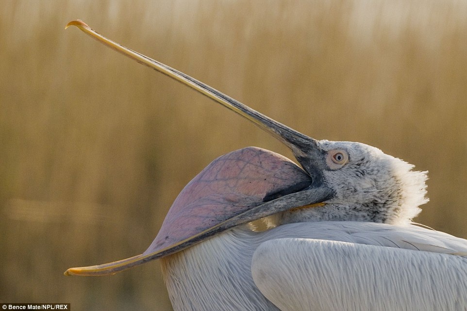 “Sẵn sàng đón đợi”: Bên trong miệng một con bồ nông  ở đồng bằng Danube, Romania.