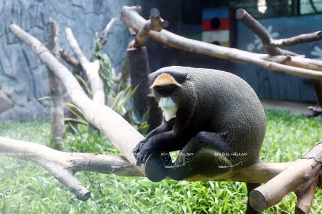 Một loài voọc trong Thảo Cầm Viên Sài Gòn. 