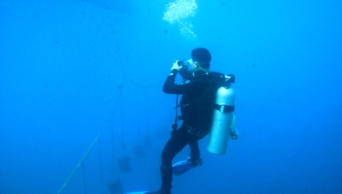 Tại trại nuôi của Công ty Ngọc Trai Hoàng Gia, du khách được lặn xuống lòng biển để trực tiếp ngắm nhìn, ghi lại hình ảnh những chú trai đang ngày ngày sản sinh ra những viên ngọc trai làm đẹp cho đời. Đây là dịch vụ đầu tiên và duy nhất tại Việt Nam.