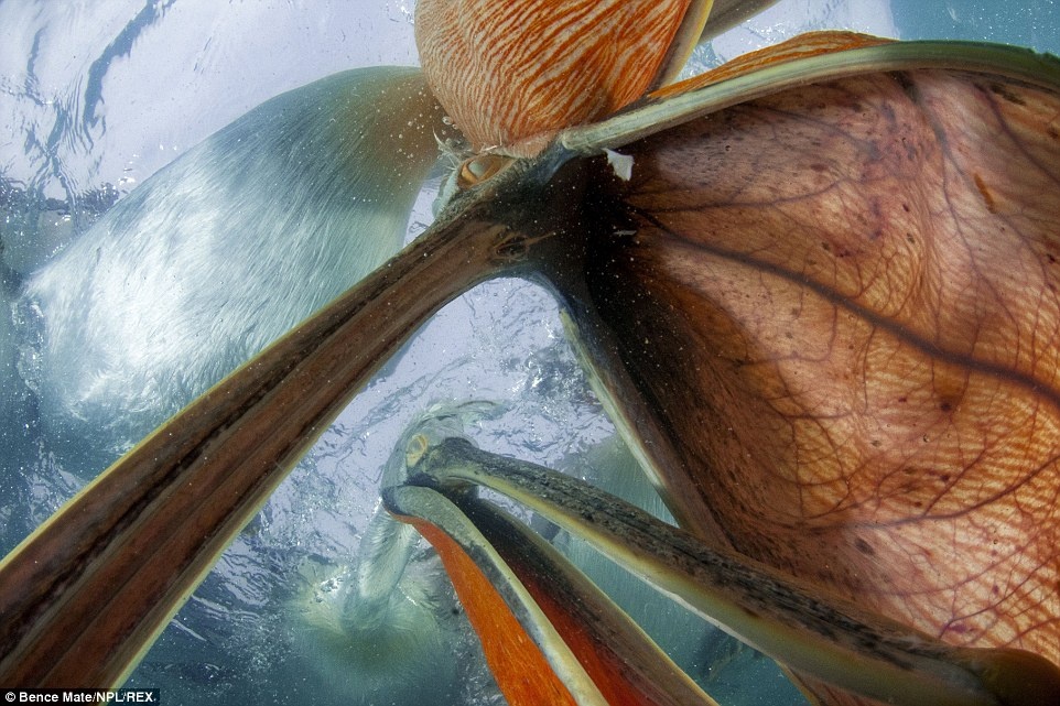 “Đang tới”: Kĩ thuật của Mate tốt tới mức anh có thể ghi lại hình ảnh săn mồi dưới nước của đàn bồ nông ở hồ Kirkini, Hy Lạp.