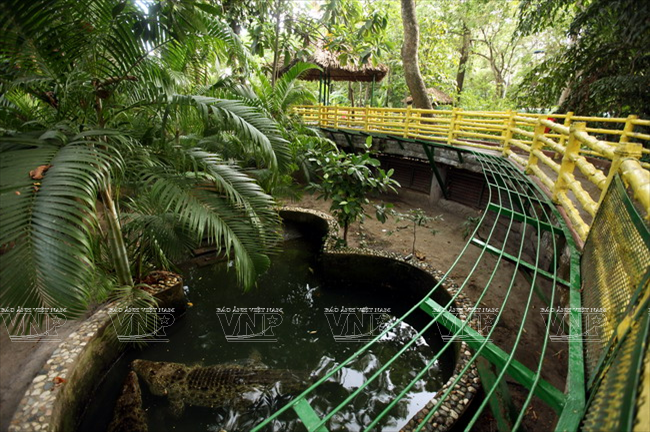 Một góc khu bảo tồn cá sấu. 