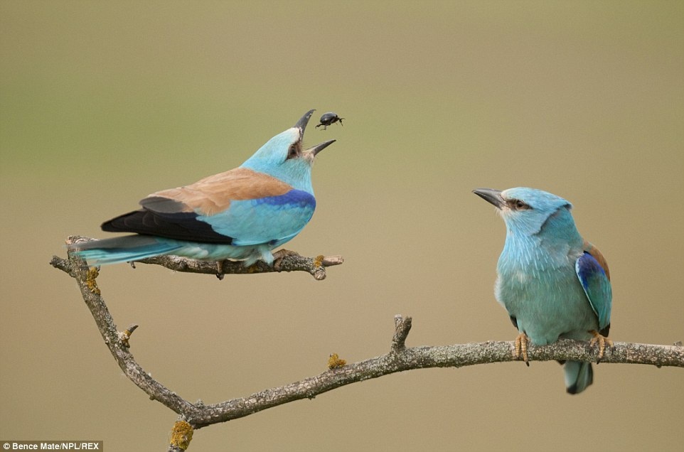 “Cuộc đời của một chú bọ... sắp kết thúc”: Một con chim Roller trống định gây ấn tượng với bạn đời tiềm năng bằng khả năng kiếm mồi.