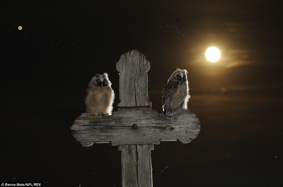 “Cảnh giới”: Hai con cú đậu trên một cây thập tự gỗ trong ánh trăng ở Puszatszer, Hungary.