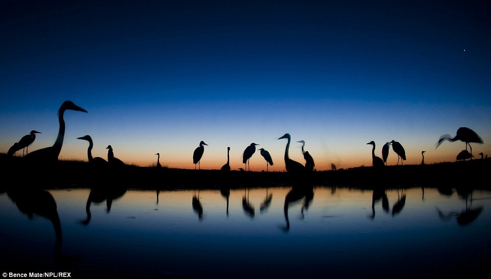 “Chờ đợi bình minh”: Hình ảnh những chú diệc xám chụp ở khoảng cách gần.