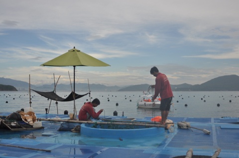 Ngay buổi sáng sớm, biển còn tờ mờ hơi sương những người thợ đã xuống bè kiểm tra những chú trai của mình. Khi nắng ấm lên các anh lên cano ra biển và chuẩn bị lặn xuống kiểm tra, vệ sinh, chăm sóc những lồng trai đang được nuôi dưỡng dưới nước sâu.Đây là một công việc hàng ngày của những người thợ, các anh chăm sóc những con trai như những đứa con tinh thần của mình.
