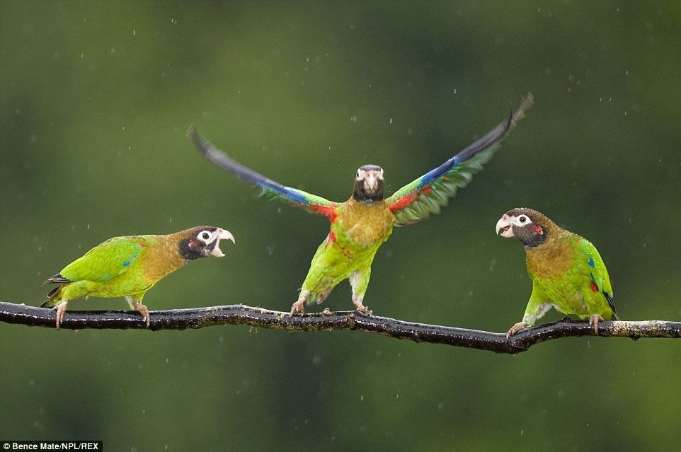 “Rũ mình”: Ba chú vẹt đầu nâu rũ mình cho hết nước mưa ở  Laguna del Lagarto, Costa Rica.