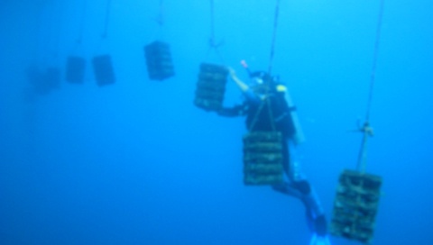 Tour lan bien kham pha nghe nuoi trai lay ngoc hinh anh