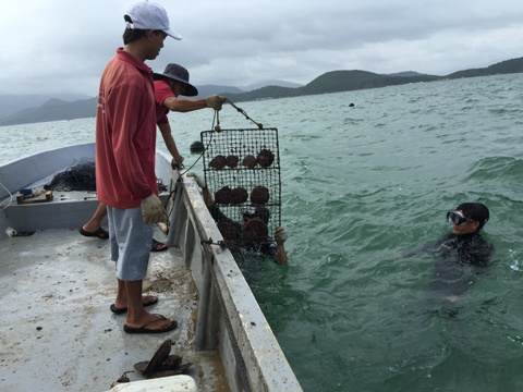 Mỗi ngày có hàng chục lồng trai được đưa lên bờ làm vệ sinh và kiểm tra sức khỏe..  Lựa chọn ra những con trai trưởng thành, đủ sức khỏe đưa lên phòng cấy để những người thợ, người nghệ nhân có tay nghề chuyên môn cao thực hiện kỹ thuật cấy nhân làm chất xúc tác để con trai tạo ngọc.