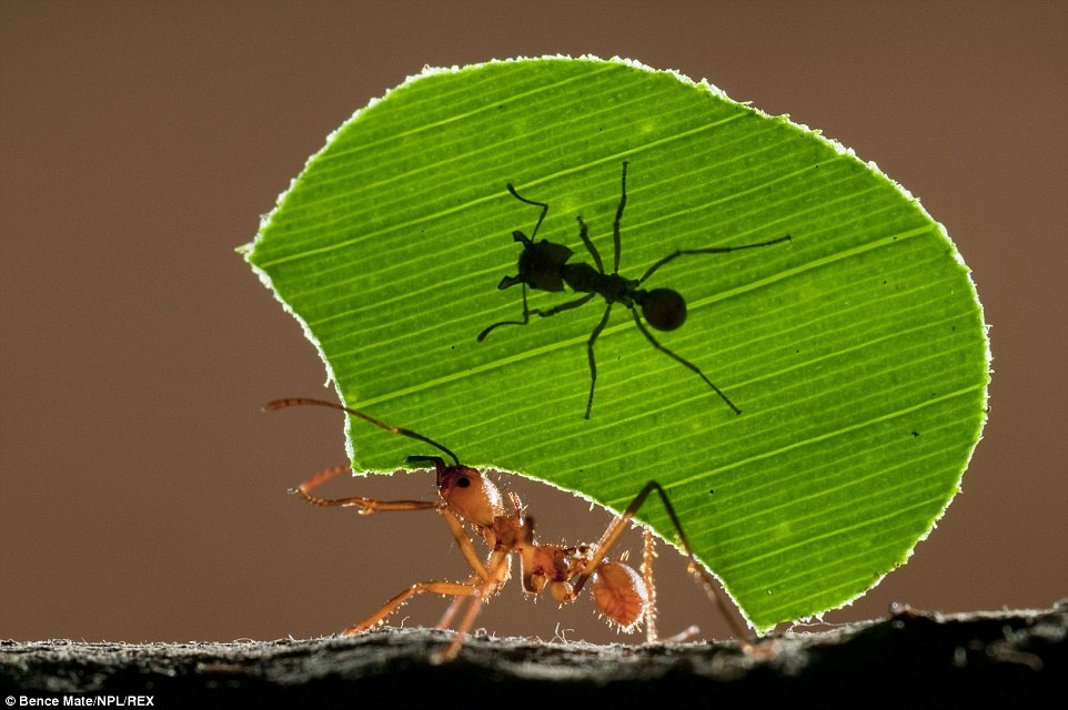 “Gánh cả thế giới trên lưng”: Một con kiến cắt lá cái đang khiêng một mảnh lá với một chú kiến con bám trên.