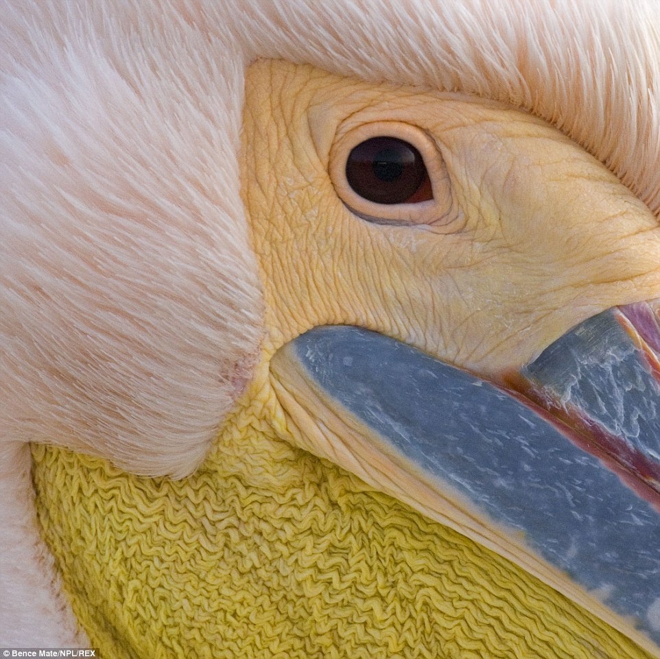 “Tầm nhìn của chim”: Một bức ảnh chụp cận cảnh chú chim bồ nông trắng ở đồng bằng Danube, Romania.