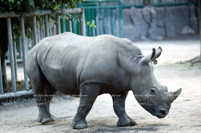 Loài tê giác quý hiếm.