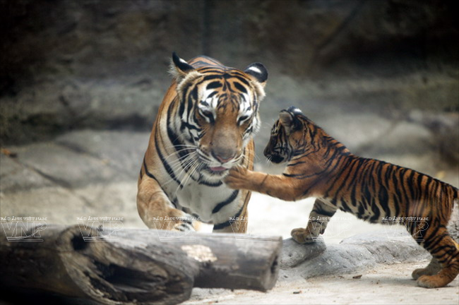 Loài hổ Đông Dương được được nuôi dưỡng và đã sinh sản tại Thảo Cầm Viên Sài Gòn.