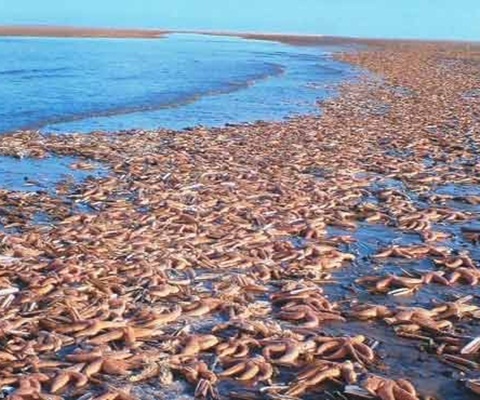 Sao biển chết la liệt trên bờ Biển Chết .