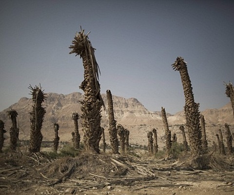 Hàng cây cọ trồng ở vùng ven biển đều đã chết do thiếu nước. 