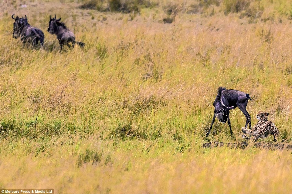 Khi bắt kịp mục tiêu, con báo dùng chân trước với móng vuốt sắc nhọn để tóm con mồi.