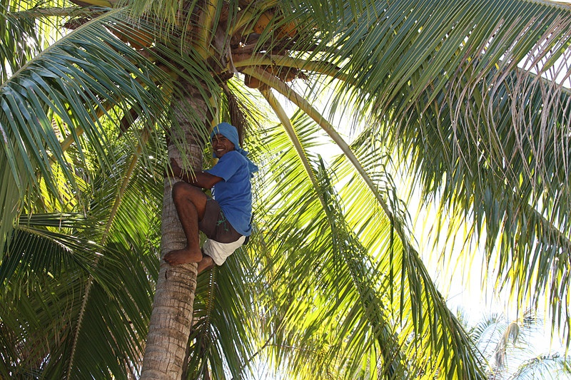 9. Nhân viên đảm bảo du khách không bị dừa rơi trúng, khu nghỉ dưỡng Ritz-Carlton, St. Thomas, Mỹ: Các nghiên cứu cho thấy dừa rụng có thể gây thương tích nặng ở đầu, thậm chí giết chết người bị rơi trúng. Vài khu nghỉ dưỡng đã dựng biển cảnh báo du khách không ngồi dưới gốc dừa, nhưng Ritz-Carlton còn cẩn thận hơn khi có riêng một nhân viên chuyên trèo lên cây và hái những quả dừa già trước khi chúng có nguy cơ rụng xuống.