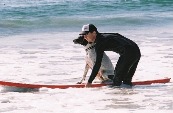 2. Huấn luyện viên lướt sóng cho chó, khu nghỉ dưỡng Loews Coronado Bay, California, Mỹ: Là dân lướt sóng dày dạn kinh nghiệm, Teevan McManus đã dạy cho rất nhiều chú chó cùng chủ nhân tới khu nghỉ dưỡng Loews Coronado Bay biết lướt sóng. Anh cho biết chúng học còn nhanh hơn người.