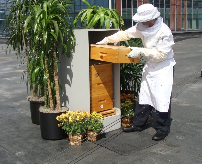 3. Nhân viên nuôi ong, khách sạn InterContinental Boston, Mỹ: Cyrille Couet có nhiệm vụ thu hoạch mật của hơn 40.000 con ong trú ngụ trên nóc khách sạn InterContinental Boston.