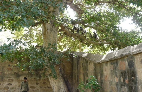 7.Nhân viên đuổi khỉ, khu nghỉ dưỡng Amanbagh Resort, Rajasthan, Ấn Độ: Những con khỉ quanh khu nghỉ dưỡng này thường lén vào ăn hoa quả và bánh quy dành cho khách được bày ở hiên nhà. Do đó, 4 nhân viên của khách sạn được giao nhiệm vụ kiểm soát chúng. Họ được trang bị súng cao su nhưng chỉ bắn dọa mà không làm chúng bị thương, thay vào đó họ học tiếng hú của một con khỉ đực đầu đàn để đuổi chúng đi.