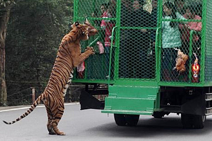 Du khách Tao Jen cho biết: “Điều này không giống bất cứ điều gì tôi từng trải nghiệm ở một vườn thú. Không phải chúng tôi đang nhìn chúng, mà chúng đang nhìn chúng tôi. Dưới mắt chúng, chúng tôi là con mồi”.