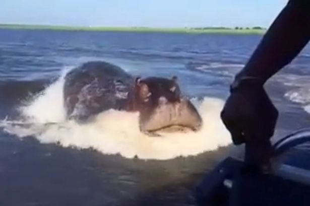 Ha ma 'sieu bu' noi dien duoi theo thuyen cho du khach hinh anh