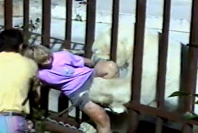 Chú gấu Bắc Cực Binky (năm 1994): Du khách người Úc, Kathryn Warburton, đã leo qua hai hàng rào bảo vệ để chụp ảnh Binky, một chú gấu Bắc Cực nặng gần 550kg. Con gấu đã thò đầu qua song chuồng và ngoạm được cô. Warburton bị gẫy chân và rách thịt, cô đã mất mạng nếu không có các du khách nhanh trí dùng cành cây xua Binky lùi lại. Chỉ 1 tháng rưỡi sau, con gấu lại tấn công một du khách say rượu tới gần chuồng nó và xé rách chân anh chàng. Dù vậy, Binky vẫn trở thành một biểu tượng của sở thú.