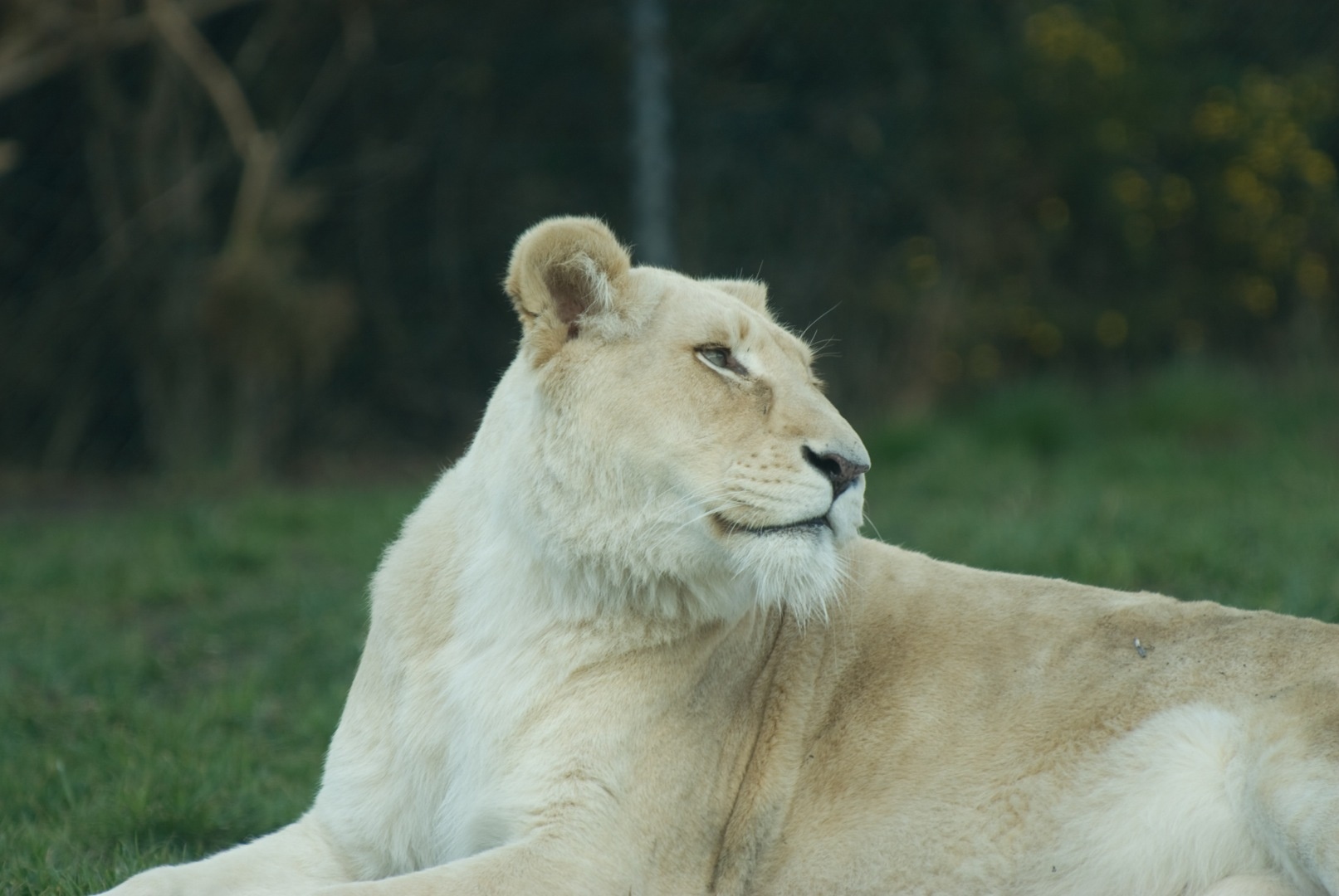 Con sư tử Nyanga (năm 2012):  Do thiếu người, nhân viên Joe Ramonetha  sau khi nghỉ hưu đã quay lại trang trại Parys Zoo, nơi sinh sản của các động vật thuộc vườn thú Johannesburg. Ông đang ở hành lang của một khu nuôi nhốt, nơi động vật thường không thể vào được, thì đụng độ một con sư tử cái tên Nyanga. Các nhân viên nghe thấy tiếng ông hét nhưng khi họ đến nơi thì đã quá trễ. Nyanga đã cắn vào cổ Ramonetha và giết chết ông. Sau đó Nyanga đã được đưa về một khu bảo tồn.