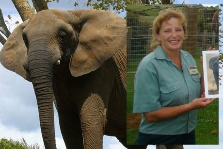 Con voi Mila (năm 2012): Mila là một chú voi châu Phi 39 tuổi từng dành 3 thập kỷ biểu diễn trong rạp xiếc. Nó đã ở sở thú Franklin, New Zealand, được 4 năm, nhưng đây chỉ là nơi ở tạm thời của Mila. Giám đốc sở thú, Helen Schofield, đã lên kế hoạch đưa nó tới một khu bảo tồn ở California. Tuy nhiên do hậu quả của những tổn thương tâm lý khi ở rạp xiếc (nơi voi thường bị ngược đãi), Mila đã bóp chết Schofield bằng vòi.