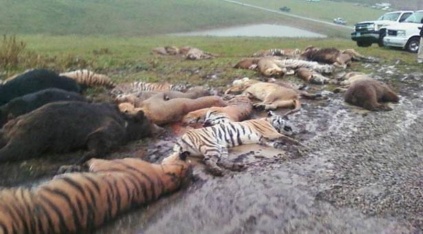 Vụ việc ở Zanesville (năm 2011): Ông Terry Thompson, 61 tuổi, là một cựu binh với sở thích nuôi các loài vật hoang dã. Ông đã nuôi một bầy thú tại tư gia ở  Zanesville, Ohio. Ngày 18/10/2011, Thompson đã thả hàng chục con thú ra và sau đó bắn vào đầu tự sát. Hàng xóm của ông đã nhanh chóng báo cảnh sát sau khi thấy một con gấu và một con sư tử rình rập bên ngoài. Cảnh sát tới nơi và phát hiện thi thể của Thompson đang bị một con hổ trắng nhai sống. Sau đó cảnh sát đã buộc phải dùng hỏa lực để săn tìm những con thú dữ được thả ra. Nguy hiểm nhất là những con hổ, chúng nấp trong bụi rậm và tấn công ngay cả khi đã trúng đạn. Tổng cộng có 2 con sói, 2 con gấu xám, 18 con hổ, 17 con sư tử, 6 con gấu đen, 3 con sư tử núi và 2 con khỉ đã bị bắn hạ.