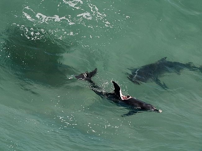 Con cá heo chết vì bị một vết thương nặng. (Nguồn: Peter Lorimer)