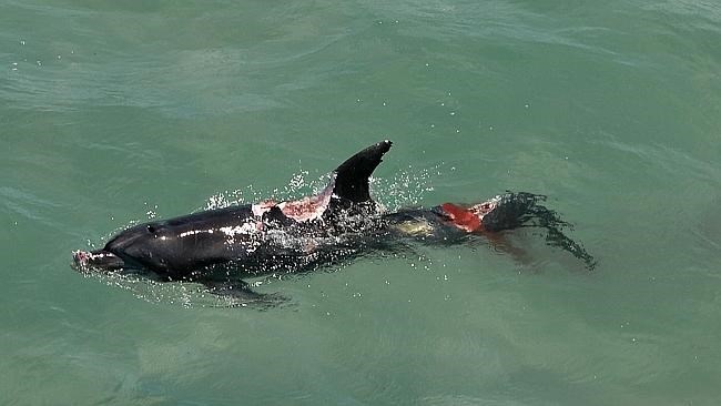 Xác chú cá heo tội nghiệp.