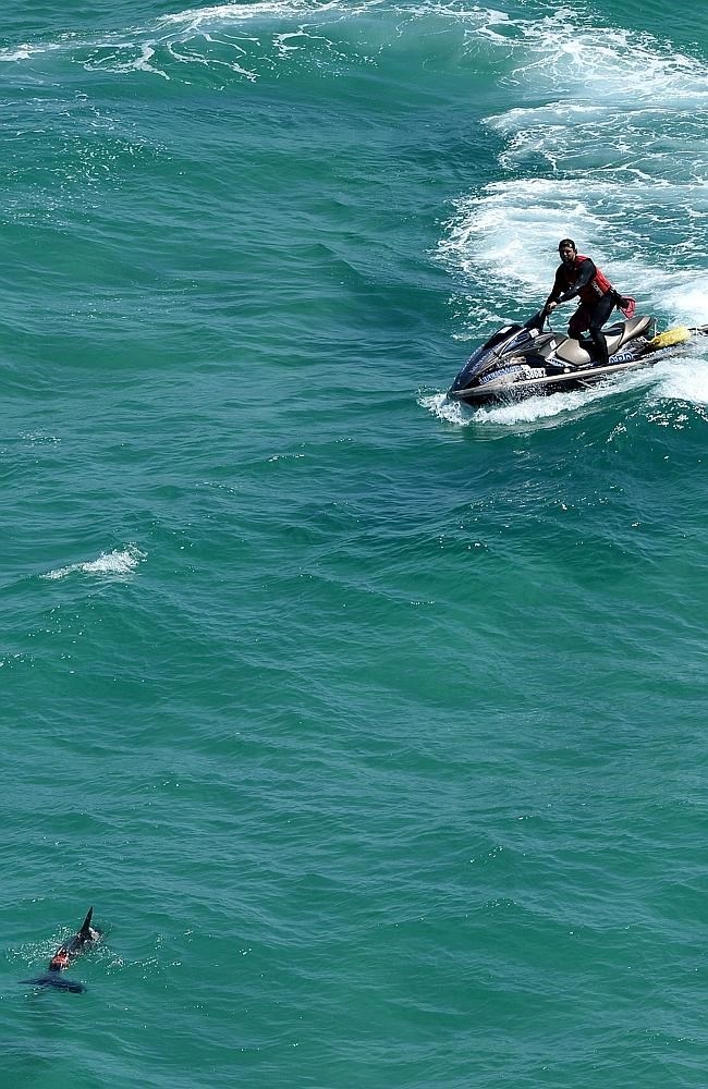 Cá mập hổ được phát hiện khá nhiều ở vùng Đông Australia. (Nguồn: Peter Lorimer)