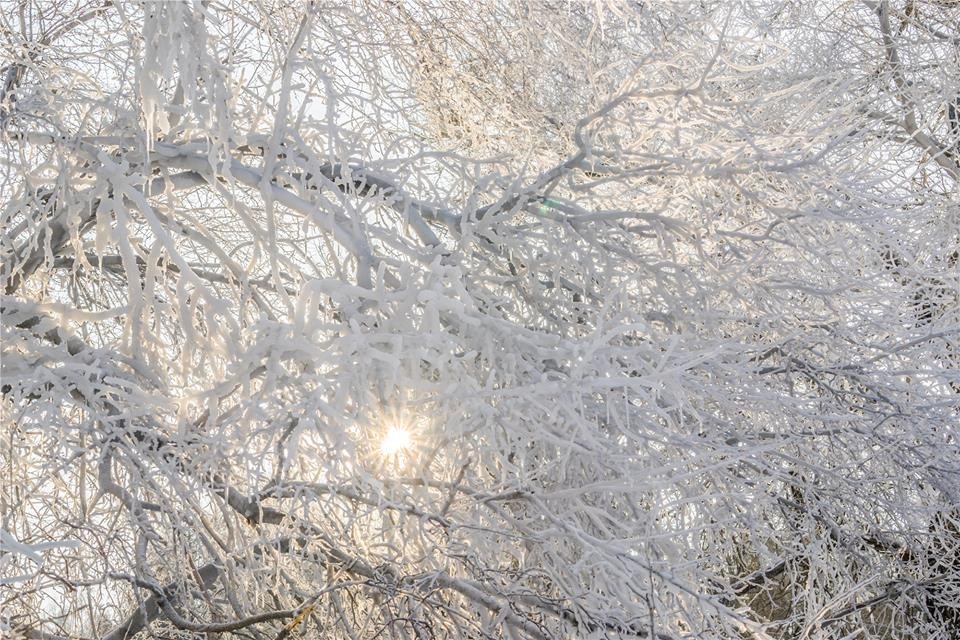 Những cành liễu trắng muốt nổi bật trên nền trời xanh ngắt mùa đông.