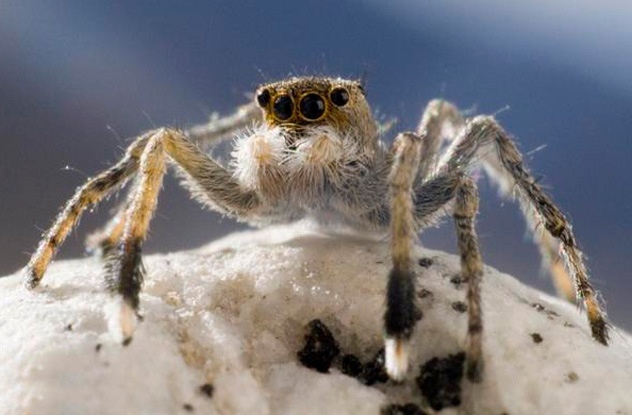 Loài nhện núi: Ngay cả khi ở trên cao  với không khí loãng, ta vẫn không thể thoát khỏi loài nhện. Euophrys Omnisuperstes (nghĩa là “Đứng trên tất cả”), hay còn được gọi là nhện nhảy Himalaya, trốn trong các hốc và khe nứt trên sườn núi Everest. Những người leo núi đã thấy chúng ở độ cao 6.700m. Những con nhện này sống nhờ côn trùng bị gió mạnh thổi lên núi. Chúng là loài động vật hiếm hoi sống ở độ cao đó.