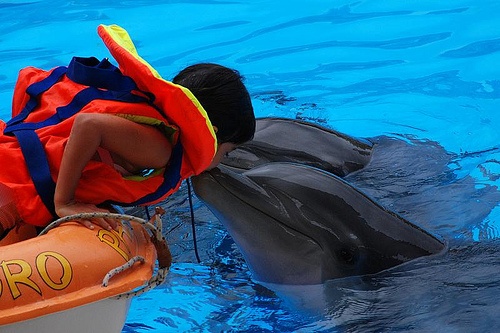 Nhung lan ca heo cuu nguoi thoat khoi ‘sat thu dai duong’ hinh anh