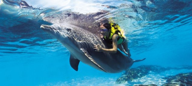 Davide Ceci, 14 tuổi, ngã khỏi tàu của bố là ông Emanuele Ceci ngoài khơi Đông Nam nước Ý. Cậu không biết bơi và đã suýt chết đuối nếu không có chú cá heo Filippo tới giải cứu. Trong khi ông Emanuele Ceci vẫn chưa biết con mình ngã xuống nước, Filippo đã đẩy cậu lên mặt nước an toàn và tiến sát tới gần tàu để bố Davide có thể kéo cậu lên. Mẹ của Davide cho biết: “Nó là một người hùng, thật khó tưởng tượng một con vật lại có bản năng cứu người như thế”. Filippo sống ở ngoài khơi Manfredonia sau khi bị lạc khỏi một đàn cá heo đi ngang qua vùng này. Nhà nghiên cứu hải dương học, Tiến sĩ Giovanna Barbieri, cho biết: “Filippo không tỏ ra sợ người chút nào. Tôi không ngạc nhiên khi nó làm một điều tuyệt vời đó là cứu người”.