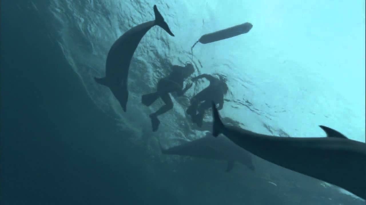 Rob Howes, một nhân viên cứu hộ người Anh, đi bơi cùng cô con gái Niccy và hai người bạn của cô bé ở bờ biển Ocean gần Whangarei, trên đảo Bắc của New Zealand. Đột nhiên một đàn cá heo xuất hiện và bắt đầu dồn họ lại một chỗ bằng cách bơi vòng quanh họ. Howes cố bơi ra xa đàn cá heo nhưng hia con cá heo to lớn dồn anh quay trở lại, đúng lúc anh phát hiện một con cá mập trắng dài hơn 3m đang hướng về phía mình. Anh cho biết: “Tôi giật nảy mình. Nó chỉ cách tôi khoảng 2m, nước trong vắt và tôi nhìn thấy nó rất rõ. Đám cá heo đã dồn chúng tôi lại để bảo vệ chúng tôi”. Đàn cá heo tiếp tục làm thế trong 40 phút cho tới khi con cá mập bỏ đi và họ có thể bơi vào bờ cách đó 100m.