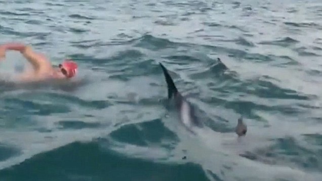 Tay bơi cự ly xa trên biển, Adam Walker, đang trên đường bơi qua eo biển Cook của New Zealand thì nhìn thấy một con cá mập trắng đang tiến về phía mình dưới nước. Đột nhiên, một đàn cá heo xuất hiện và bơi quanh bảo vệ anh trong suốt một tiếng đồng hồ cho tới khi con cá mập bỏ đi. Chúng bơi khá sát và đùa giỡn với anh, cho anh chạm vào người. Đội ngũ đi cùng anh đã ghi lại được cảnh tượng thú vị này.