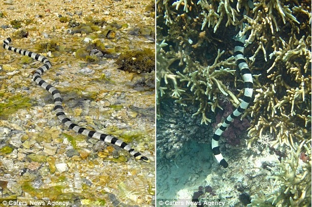 Rắn cạp nia biển có nọc độc mạnh gấp 10 lần rắn hổ mang.