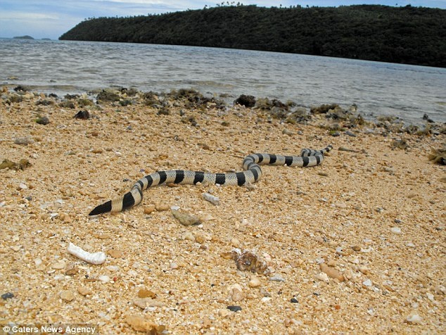 Sau khi chụp ảnh, họ thả con rắn về lại biển.