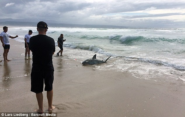 Một con cá mập trắng mắc câu và được kéo lên bãi biển.