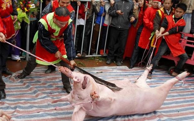 Sau khi diễu hành khắp làng, con lợn được đưa vào sân đình và bị chặt đôi trước sự cổ vũ của mọi người.