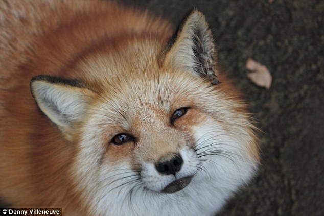 Du khách được khuyến cáo không nên chạm vào mõm chúng.