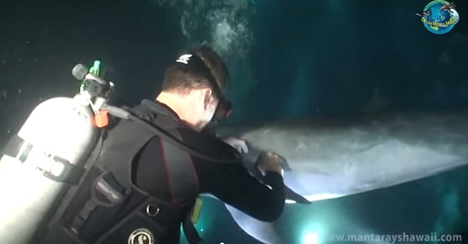 Chu ca heo thong minh nho nhom lan thao day cau hinh anh