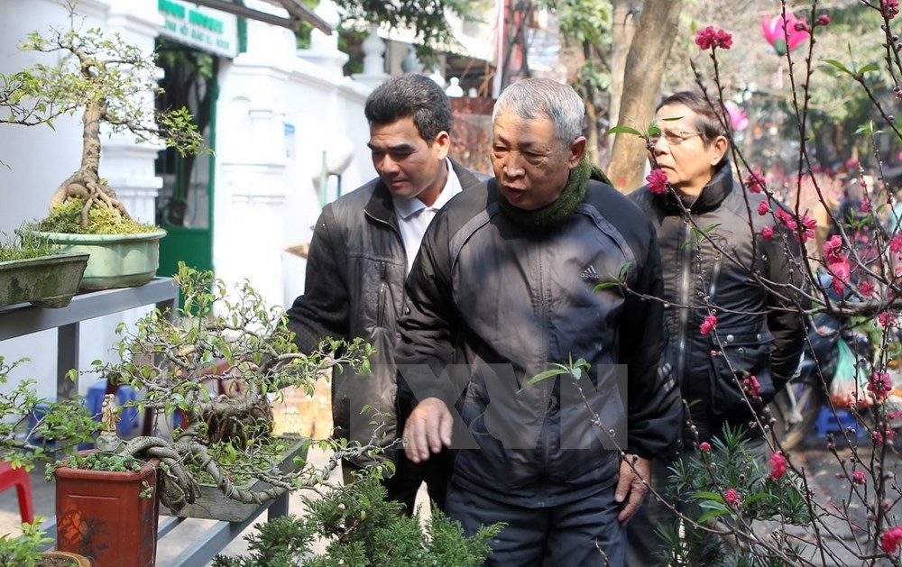 Nhiều người cao tuổi tìm đến với các loại cây thế. (Ảnh: Quốc Khánh/ TTXVN)