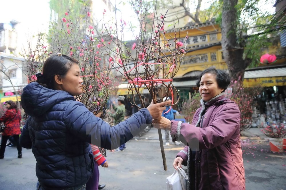 Đào cành có nhiều loại, từ loại to để cắm chơi, trang trí phòng khách rộng rãi, đến loại nhỏ phù hợp với không gian nhỏ hay để cắm trên bàn thờ. (Ảnh: Minh Đức/TTXVN)