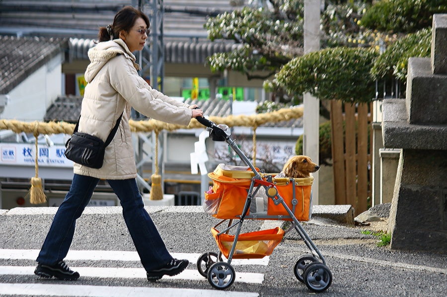 Văn hóa thú cưng: Ở Nhật, số thú cưng còn nhiều hơn số trẻ em dưới 15 tuổi. Người Nhật rất yêu quý thú nuôi của mình, thậm chí nhiều người coi chúng như con cái. Do đó không có gì lạ khi bạn bắt gặp những chú cún được mặc váy, quần jean, đi giày và thậm chí là đeo kính râm. Việc các con thú cưng được ngồi trong xe nôi cũng là chuyện thường ngày ở Nhật.
