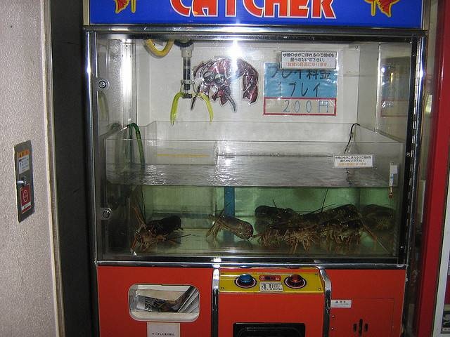 Máy bán tôm hùm: Bạn có thể thấy các máy bán tôm hùm tươi ở Osaka được làm theo dạng máy gắp thú bông. 